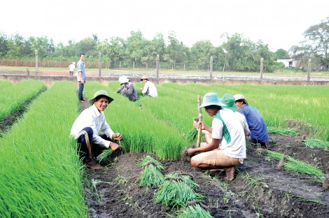 Chọn giống sản xuất

theo thị trường