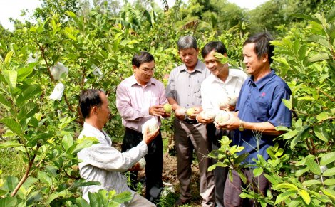 Thới Lai phấn đấu ra mắt

xã nông thôn mới Trường Thắng