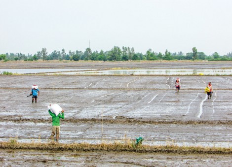 Vào vụ sản xuất lúa đông xuân