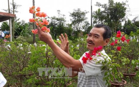 Thực hư việc hoa giấy sử dụng thuốc gây ung thư