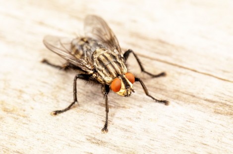 Ruồi có thể mang mầm bệnh gây ung thư
