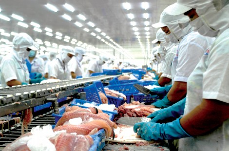 Tìm giải pháp giữ và ổn định

xuất khẩu cá tra sang EU