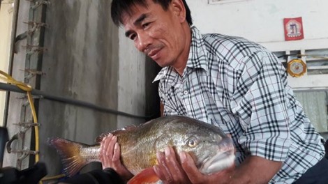 Người dân bất ngờ câu được cá lạ, nghi là cá sủ vàng