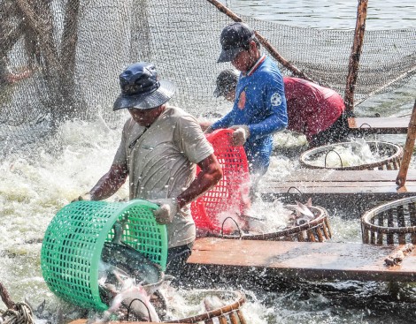 Nông thôn TP Cần Thơ qua số liệu 
Tổng điều tra nông thôn, nông nghiệp và thủy sản năm 2016