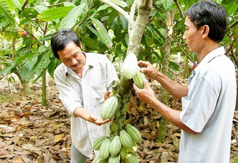 Giá ca cao biến động ở mức 4.500-5.000 đồng/kg