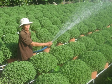 ĐBSCL: Hơn 10 triệu chậu hoa kiểng phục vụ tết 2018
