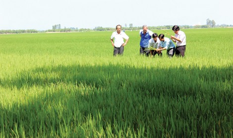 Từ cánh đồng lớn

đến cánh đồng lúa sạch