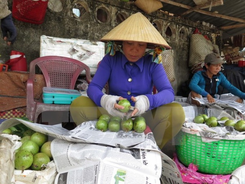 Xuất khẩu lô quả vú sữa Lò Rèn Vĩnh Kim đầu tiên sang Hoa Kỳ