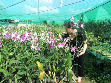 Định hướng nông dân chuyển đổi sang các mô hình sản xuất hiệu quả