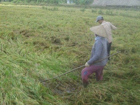 Hàng chục ngàn ha lúa bị ngã đổ sau bão số 16