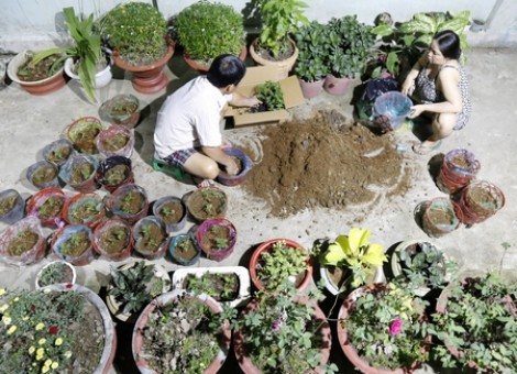 Thú vui tự trồng hoa tết tại nhà