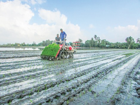 Triển vọng từ máy cấy lúa