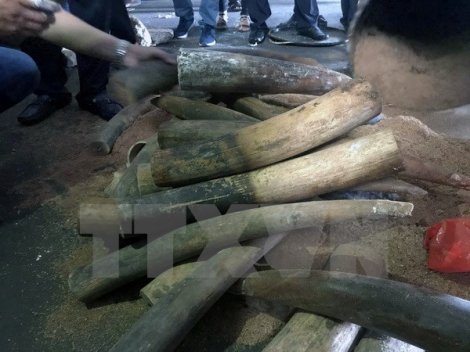 Phát hiện vụ vận chuyển ngà voi từ Hà Nội đi Thái Lan

bằng đường hàng không