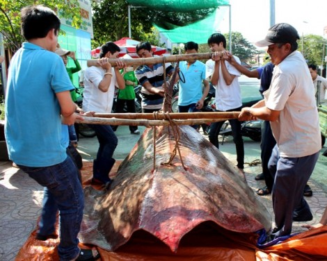 Bắt được cá đuối nước ngọt “khủng” nặng hơn 220kg
