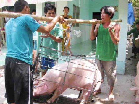ĐBSCL: Giá heo hơi tăng nhẹ rồi nhanh chóng giảm