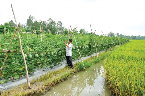 Chuyển đổi cơ cấu, phát triển nông nghiệp thông minh, bền vững và an toàn