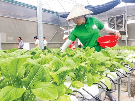 Bình Thủy nâng cao chất lượng, đảm bảo đầu ra cho nông sản