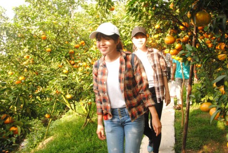 Mùa quýt hồng khoe sắc
