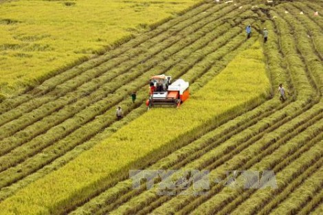 Trà Vinh giải ngân gần 19 tỉ đồng hỗ trợ tái cơ cấu ngành nông nghiệp