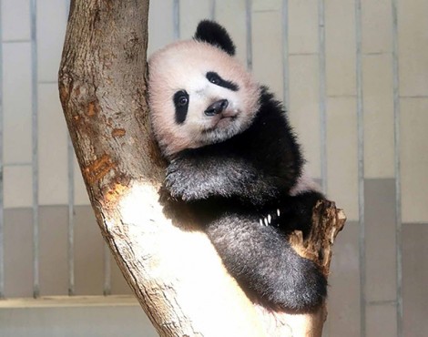 Gấu trúc cũng làm thêm giờ!