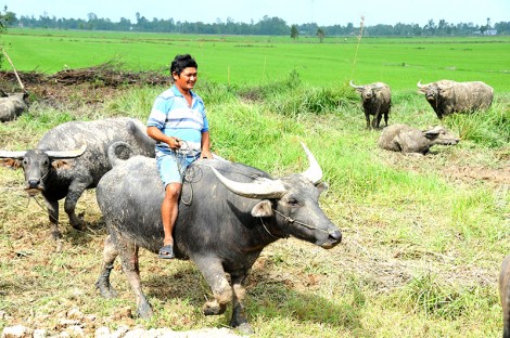 Làm giàu từ những đàn trâu du mục