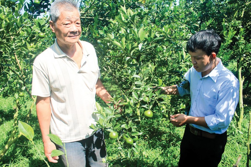 Cơ hội phát triển chuỗi giá trị trái cây