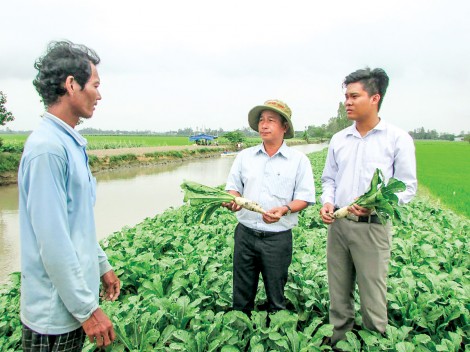 Hình thành vùng chuyên canh hoa màu