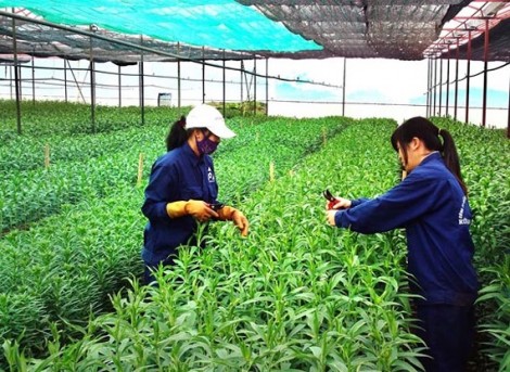 Nhật Bản hỗ trợ dự án phát triển nông nghiệp hữu cơ tại Bến Tre