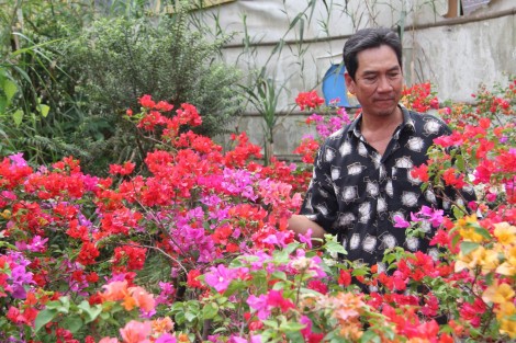 Đặc sắc hoa giấy 6 màu chưng tết