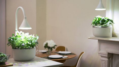 “Vườn rau thông minh” cho nhà phố