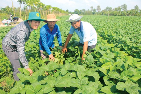 Sắc màu nông nghiệp