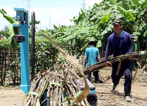 Giá mía nguyên liệu tụt giảm mạnh