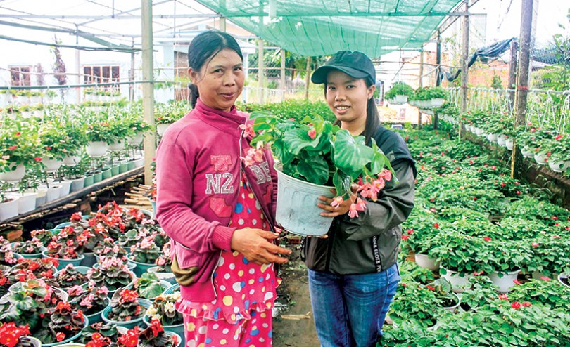 Nhân rộng mô hình hợp tác xã nông nghiệp