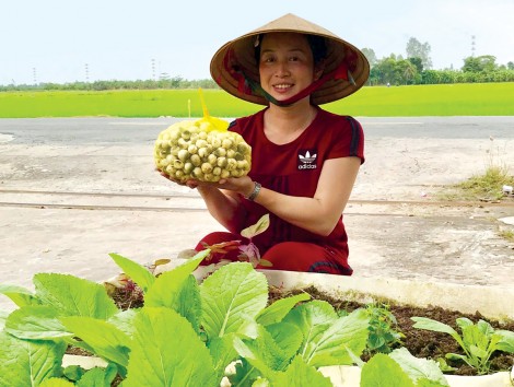 Trồng nấm rơm sạch trong nhà