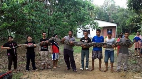 7 người đàn ông hợp sức kéo con trăn khổng lồ ra khỏi giếng