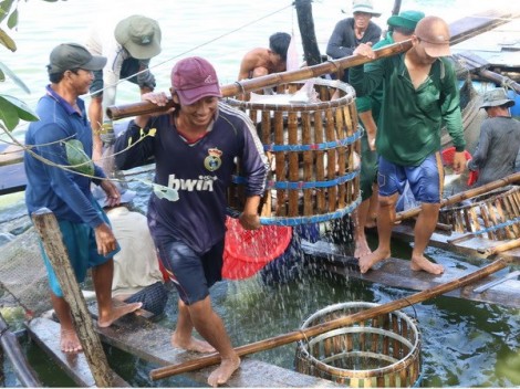 Giá cá tra tăng kỷ lục, doanh nghiệp "khát" nguyên liệu chế biến