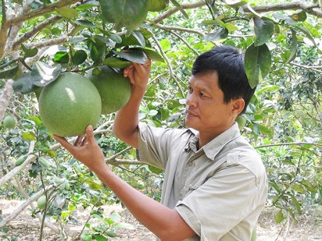 Bưởi da xanh Bến Tre được cấp chứng nhận chỉ dẫn địa lý