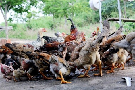 Cả làng nhập viện sau khi ăn thịt gà chết