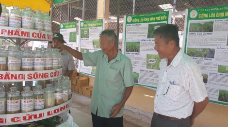Viện Lúa ĐBSCL: Giới thiệu 24 giống lúa triển vọng vụ đông xuân 2017-2018