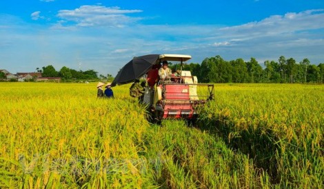 Lấy hợp tác xã kiểu mới làm trọng tâm trong liên kết sản xuất và tiêu thụ lúa gạo chất lượng cao ở vùng ĐBSCL