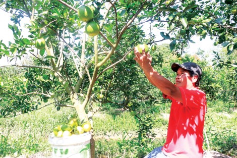 Phong Điền áp dụng VietGap nâng cao giá trị nông sản