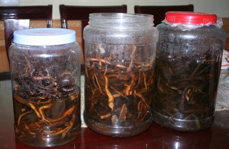3 người tử vong, 1 người hôn mê do uống rượu ngâm rễ cây