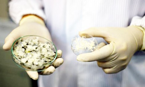 Collagen trong vảy cá có thể chữa lành vết thương