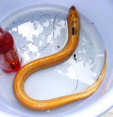 Câu được lươn vàng