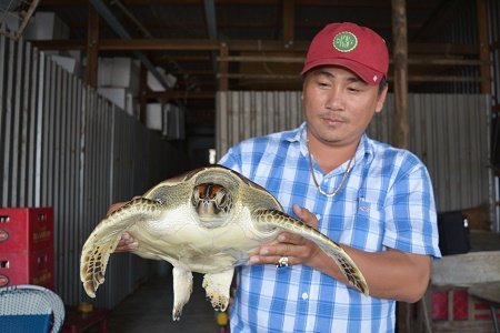Thả rùa biển quý hiếm về biển
