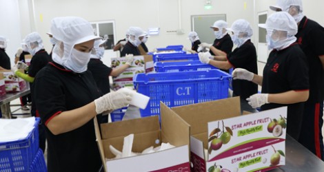 Tiền Giang: Giám sát chặt chẽ trái vú sữa xuất sang Hoa Kỳ