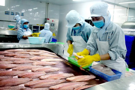 Để ngành cá tra phát triển hiệu quả, bền vững