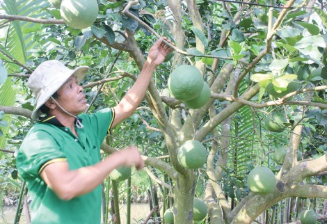 Khai thác hiệu quả kinh tế dừa Xiêm xanh và bưởi da xanh Bến Tre