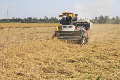 Cờ Đỏ sản xuất lúa gắn

với hợp đồng bao tiêu