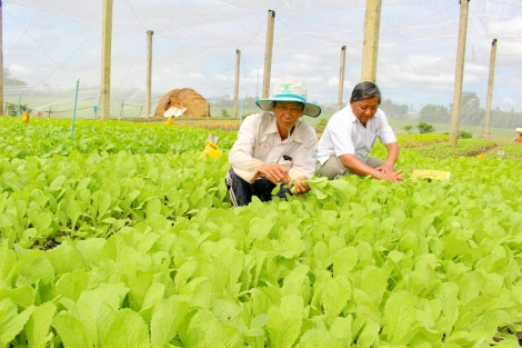 Sản xuất thực phẩm sạch
